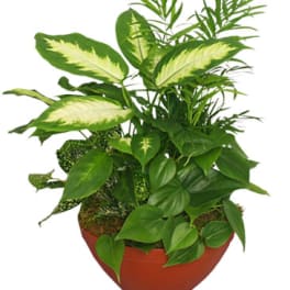 Potted tropical foliage plant in a terracotta bowl