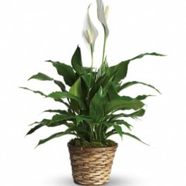 Potted peace lily plant with white blooms in a woven basket