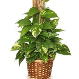 Potted trailing green plant in a woven basket