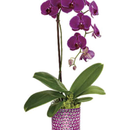 Purple orchid plant in a patterned pot