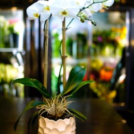 White orchid plant in a textured white pot