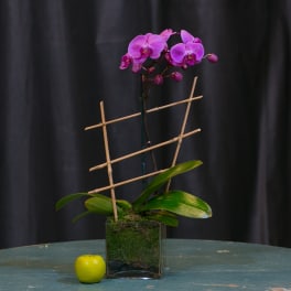 Purple orchid arrangement in a square glass vase with bamboo stakes