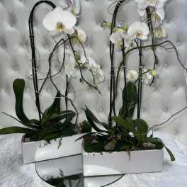 The twins romantic