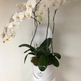 The Grand Orchid Gift Box
