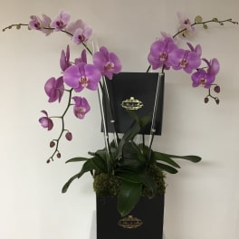The Grand Assorted Orchid Display