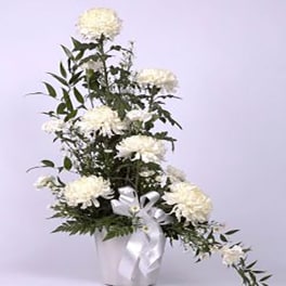 Tall one-sided arrangement of white chrysanthemums in a white container with a white ribbon bow.