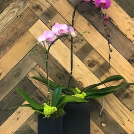Two potted orchid plants with pink blooms in black square containers