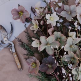 Muted hellebore bouquet beside pruning shears on paper wrap