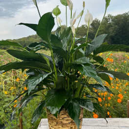 Tall peace lily plant with white blooms in a woven basket pot on a wooden table outdoors.