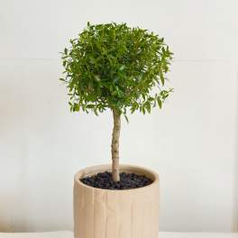 Olive Grove Myrtle Topiary