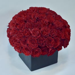 Dense dome of red roses in a black square box
