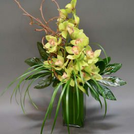 Green orchid arrangement in a tall glass vase with curly branches
