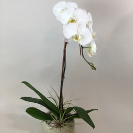 White orchid plant in a round pot with broad green leaves