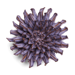 Single purple chrysanthemum bloom with layered petals