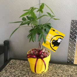 Potted money tree plant in a yellow pot with a ribbon and tag