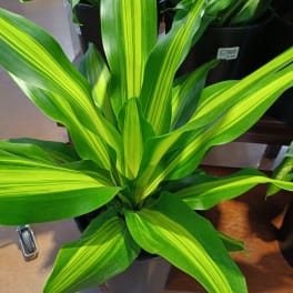 Dracena Houseplant