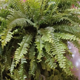 Boston Fern