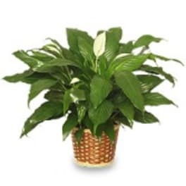 Peaceful Peace Lily Plant