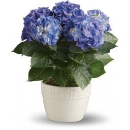 Potted blue and purple hydrangea plant in a white ceramic container