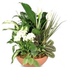 Mixed green houseplants in a shallow terracotta bowl with white blooms