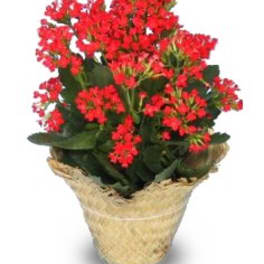 Potted plant with clusters of red flowers in a woven basket