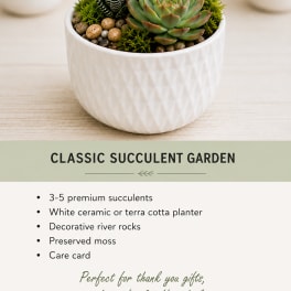 Succulent arrangement in a white ceramic pot with decorative stones
