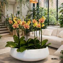 Yellow orchids arranged in a white bowl planter