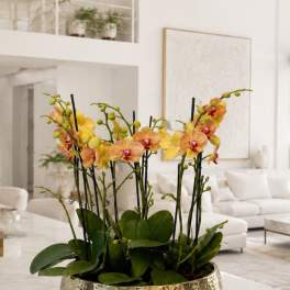 Peach Phalaenopsis Orchid Arrangement – 9 Stem Designer Arrangement