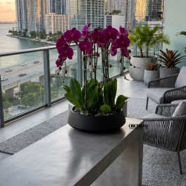 Potted purple orchids in a black planter on a balcony