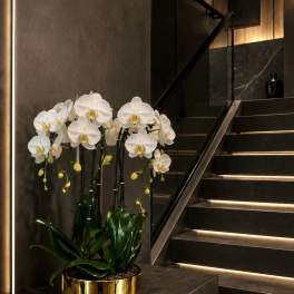 White Phalaenopsis Orchid Arrangement – 6 Stem Minimal Luxury