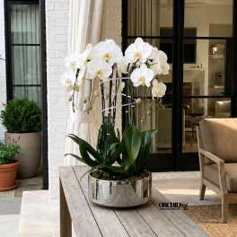 White orchids in a reflective silver pot on a wooden table