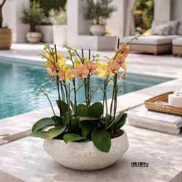 Potted orchid arrangement in a shallow white bowl on a patio table