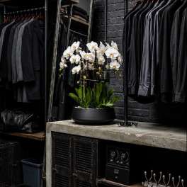 White orchids in a black bowl planter on a concrete counter