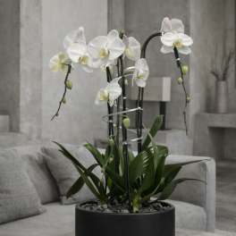 White orchid plant in a black pot on a gray table