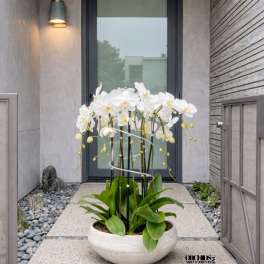 White Phalaenopsis Orchid Arrangement – 12 Stem Premium Gift