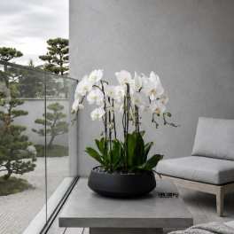 White orchids in a black bowl planter on a modern patio table