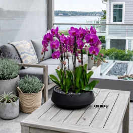 Potted purple orchids arranged on an outdoor patio table