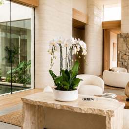 White Phalaenopsis Orchid Arrangement – 5 Stem Luxury Design