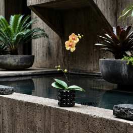 Single orchid stem in a black textured pot beside a pool