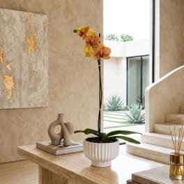 Potted orchid with yellow and red blooms in a white planter