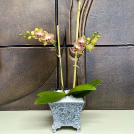 Potted orchid arrangement with pink and yellow blooms in a decorative planter