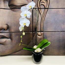 White orchid arrangement in a black vase with broad green leaves