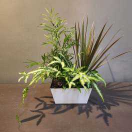 Plants: Modern Mood Garden