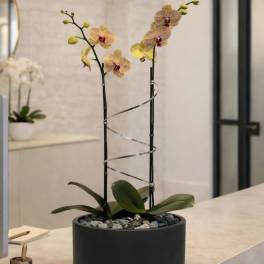 Peach Phalaenopsis Orchid Arrangement – Double Stem Contemporary Arrangement