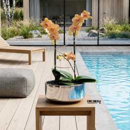 Potted orchid arrangement with peach blooms in a reflective bowl
