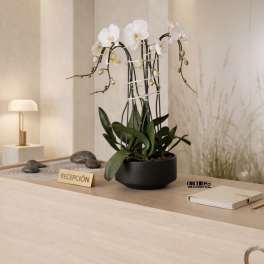 White orchids in a black pot on a reception desk
