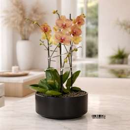 Peach Phalaenopsis Orchid Arrangement – Triple Stem Contemporary Arrangement