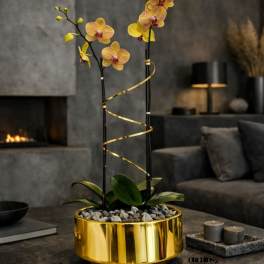 Two orchid stems in a gold planter with a spiral ribbon