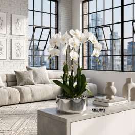 White orchid arrangement in a silver pot on a table