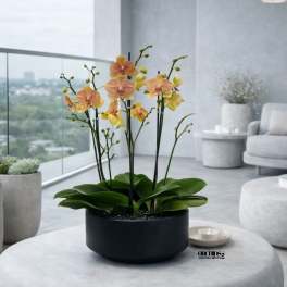 Peach Phalaenopsis Orchid Arrangement – 4 Stem Contemporary Arrangement